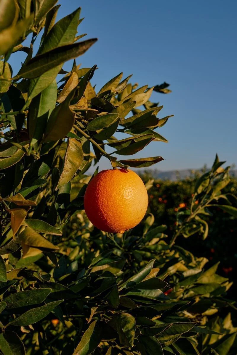 25005_FarmToLabel_CitrusFarm_Still_965.jpg
