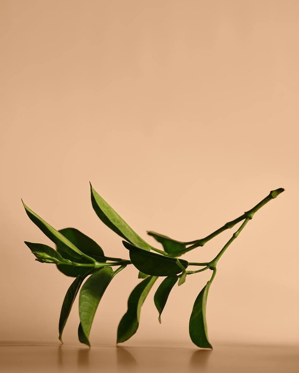 Studio_AGZ_NextGen_Ingredients_52025_Shot5_Ashwagandha_0050_B.jpg