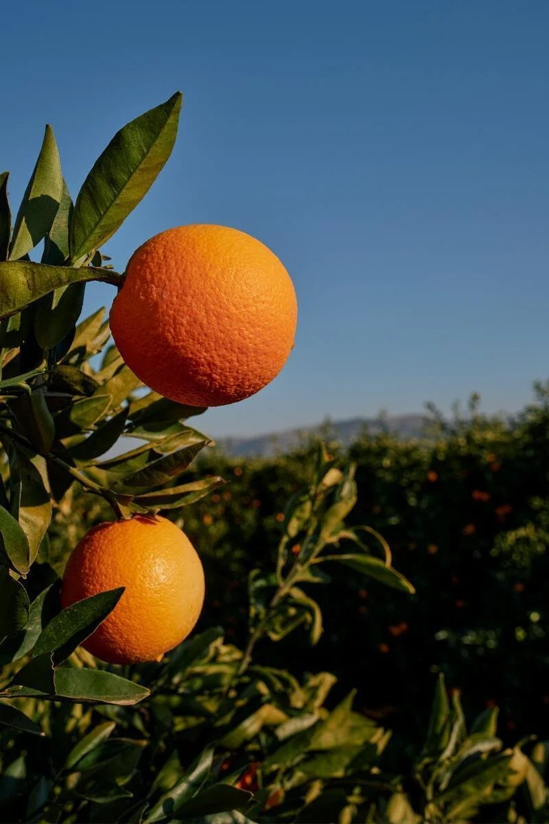 25005_FarmToLabel_CitrusFarm_Still_964.jpg