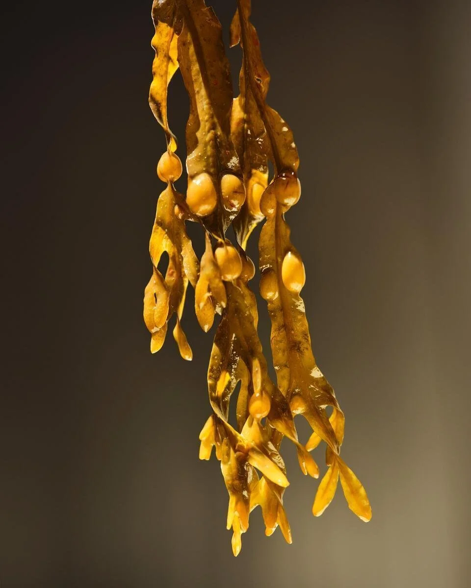 AG1_NextGen_Ingredients_Bladderwrack_2025_006.jpg