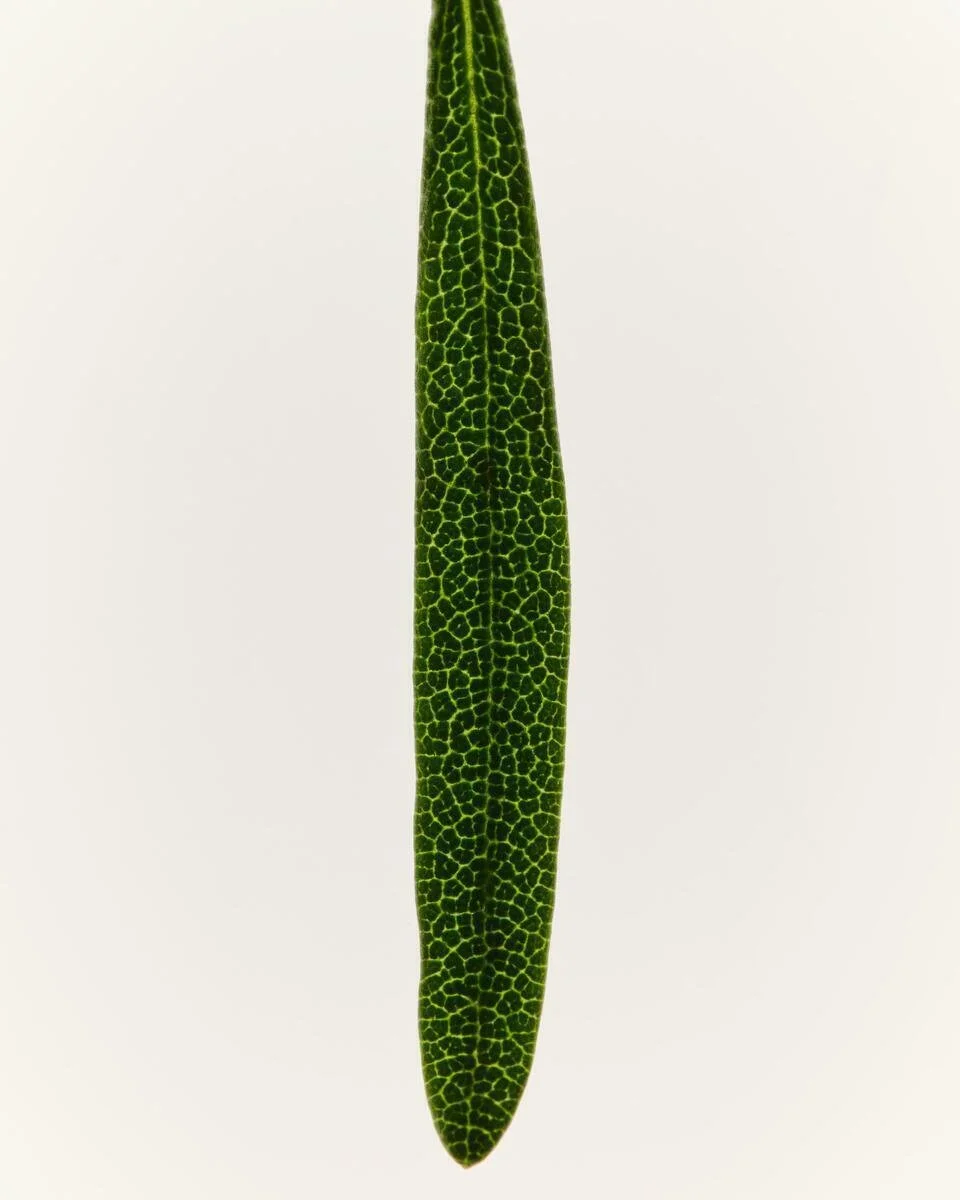 AG1_NextGen_Ingredients_Rosemary_2025_002.jpg