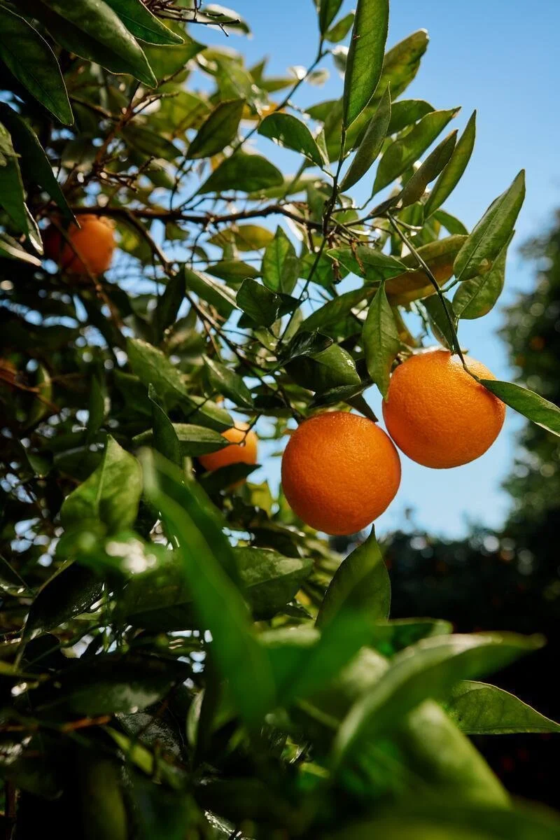 25005_FarmToLabel_CitrusFarm_Still_456.jpg