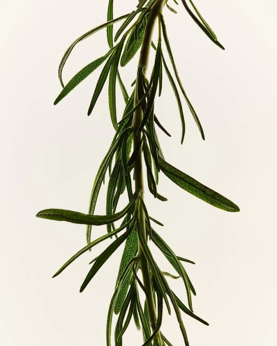 AG1_NextGen_Ingredients_Rosemary_2025_001.jpg