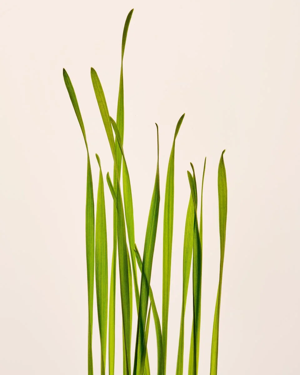AG1_Wheat_Barley_Alfalfagrass_2023_019_D.jpg