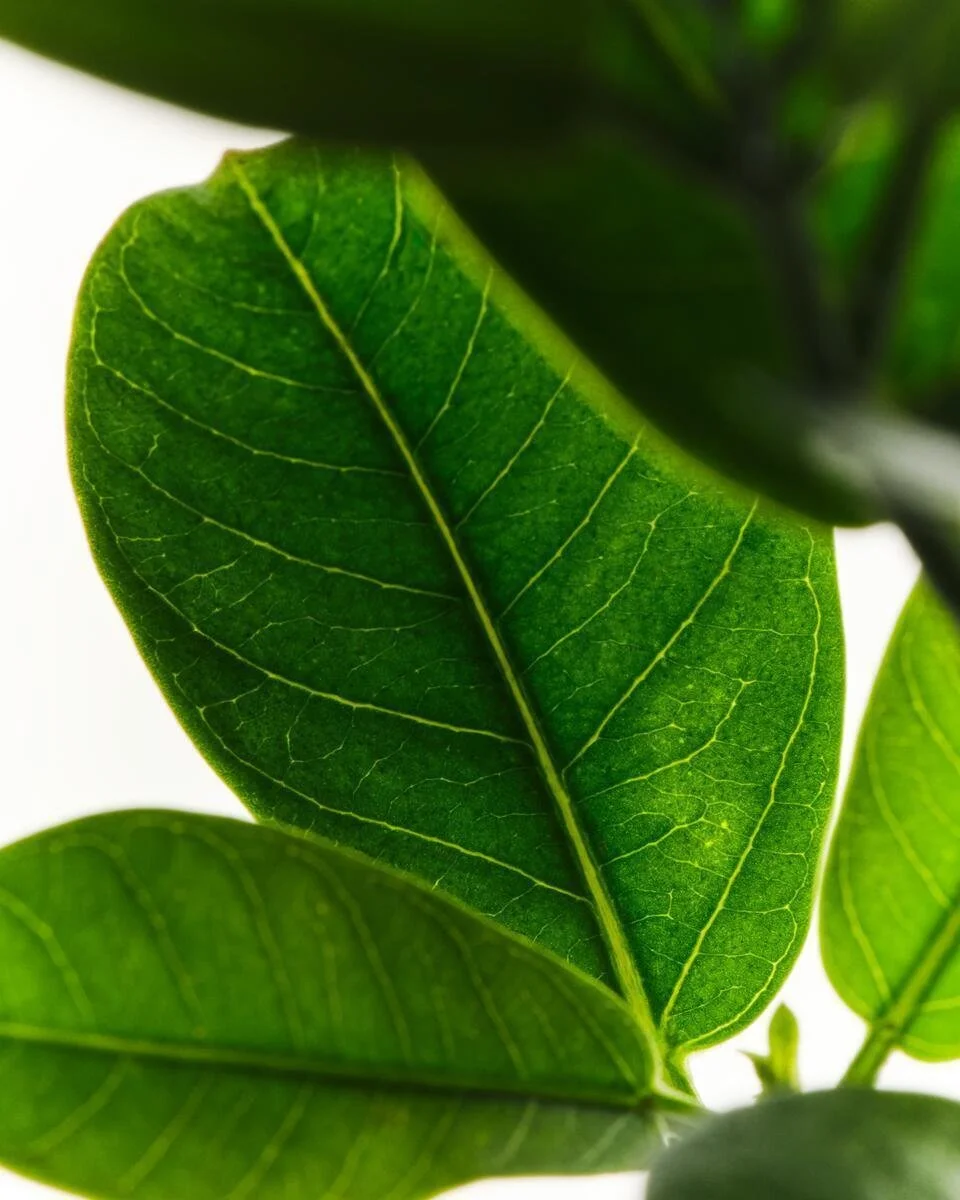Studio_AGZ_NextGen_Ingredients_52025_Shot5_Ashwagandha_0008_A.jpg