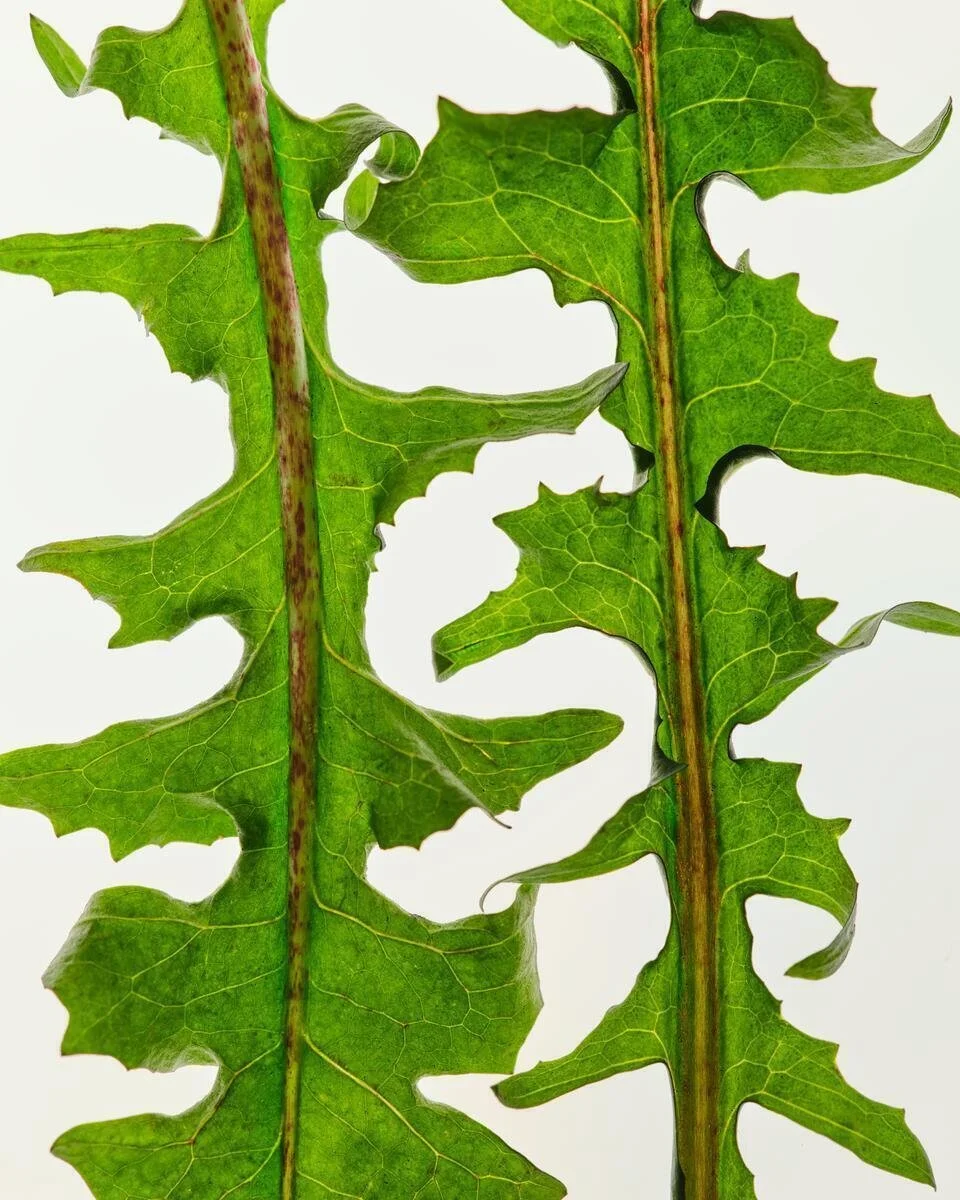 AG1_NextGen_Ingredients_DandelionRoot_2025_002.jpg