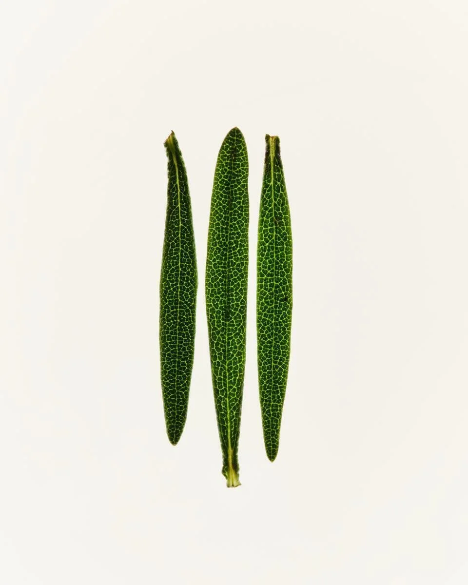 AG1_NextGen_Ingredients_Rosemary_2025_004.jpg