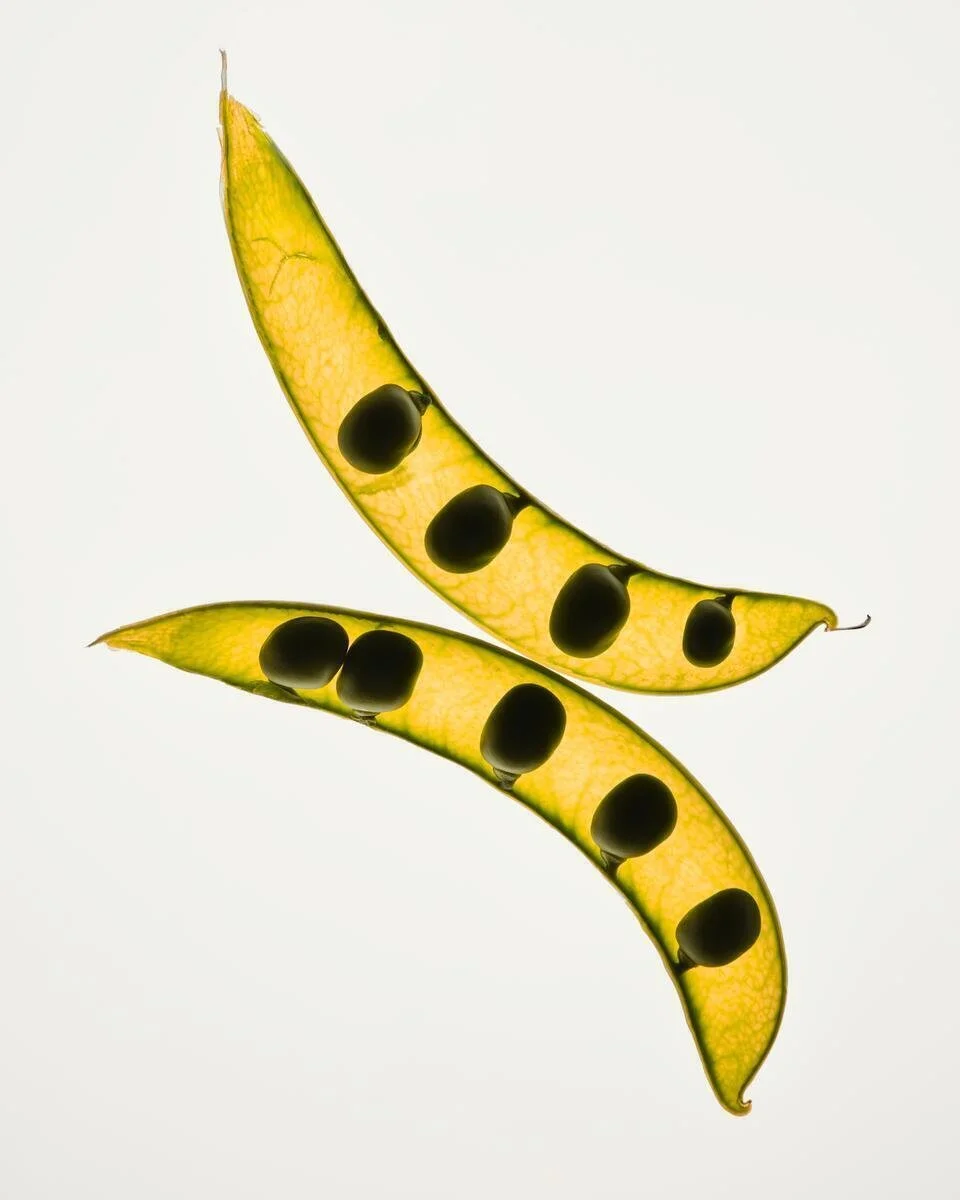 AG1_NextGen_Ingredients_YellowPea_2025_003.jpg