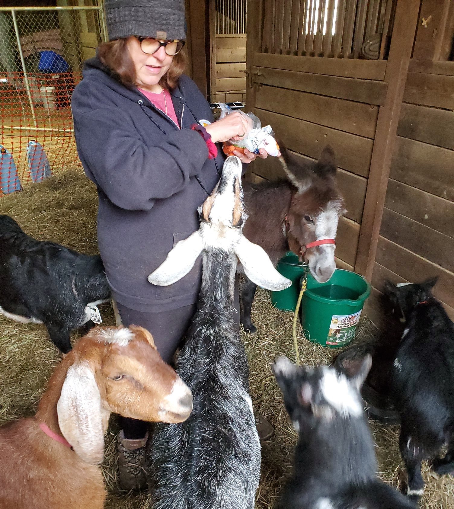Staff feeding goats inside a barn with wooden walls and straw on the ground.