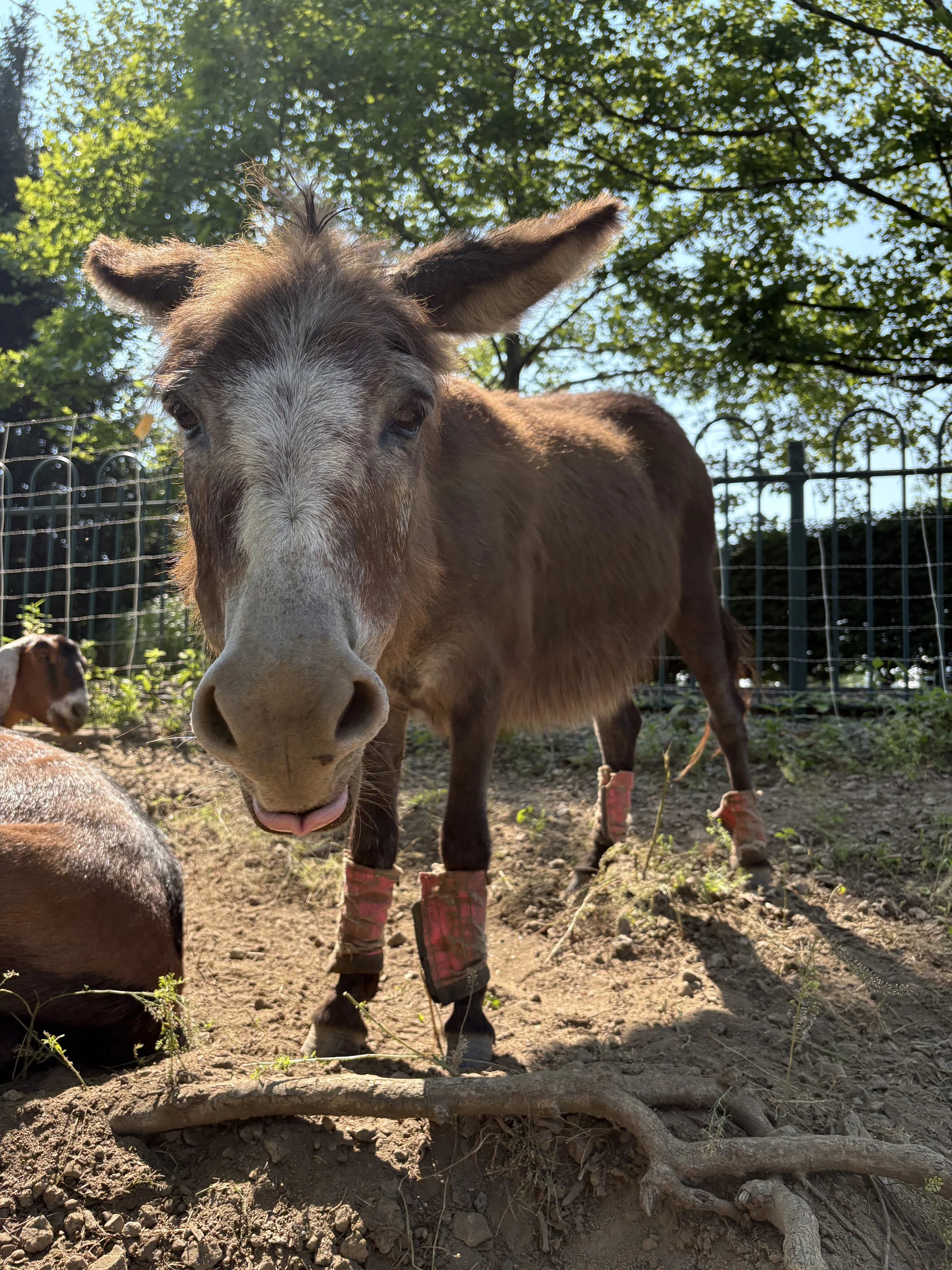 Donkey Dental