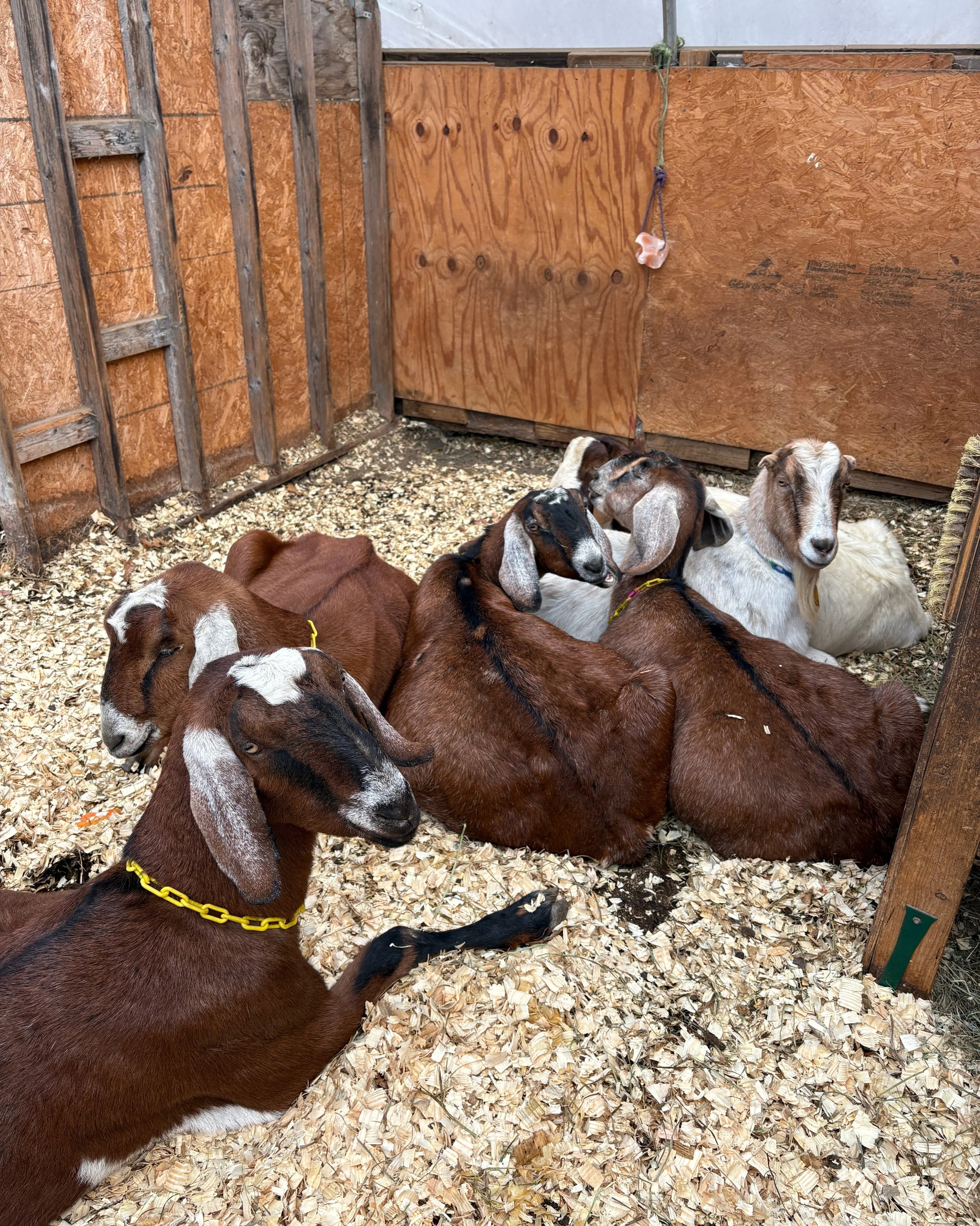 Happy goats lying on wood shavings inside a farm pen, with a wooden barn wall in the background.