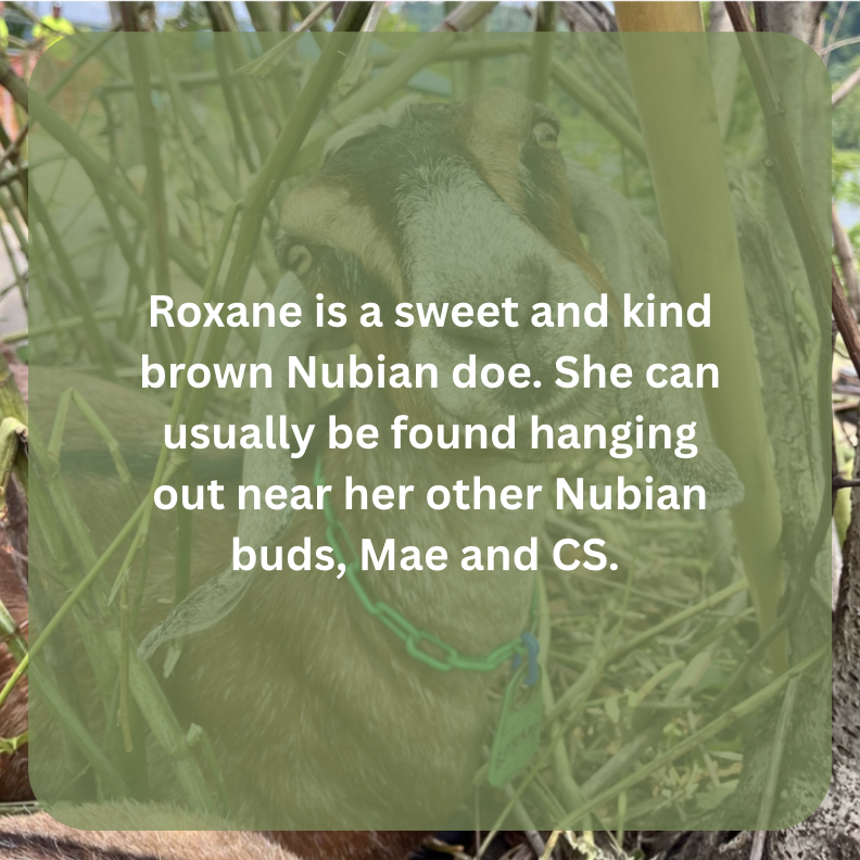 roxane bio.png