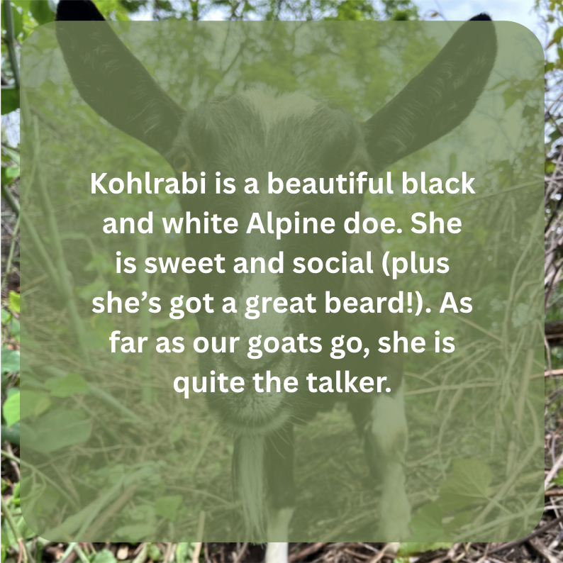 kohlrabi bio.png