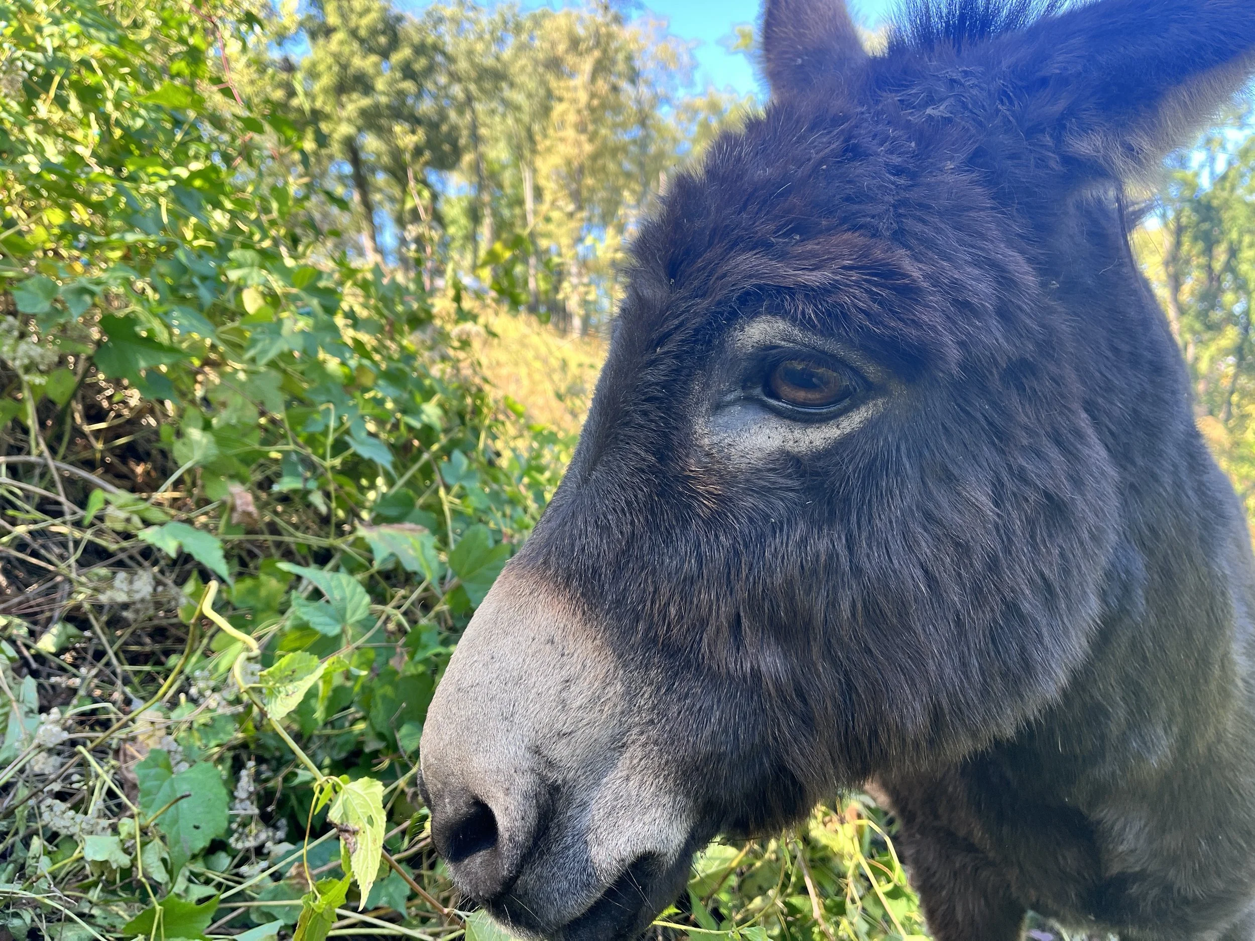 Close-up of a black donkey with a brown snout, lying among green leaves and bushes outdoors with a background of trees and blue sky.