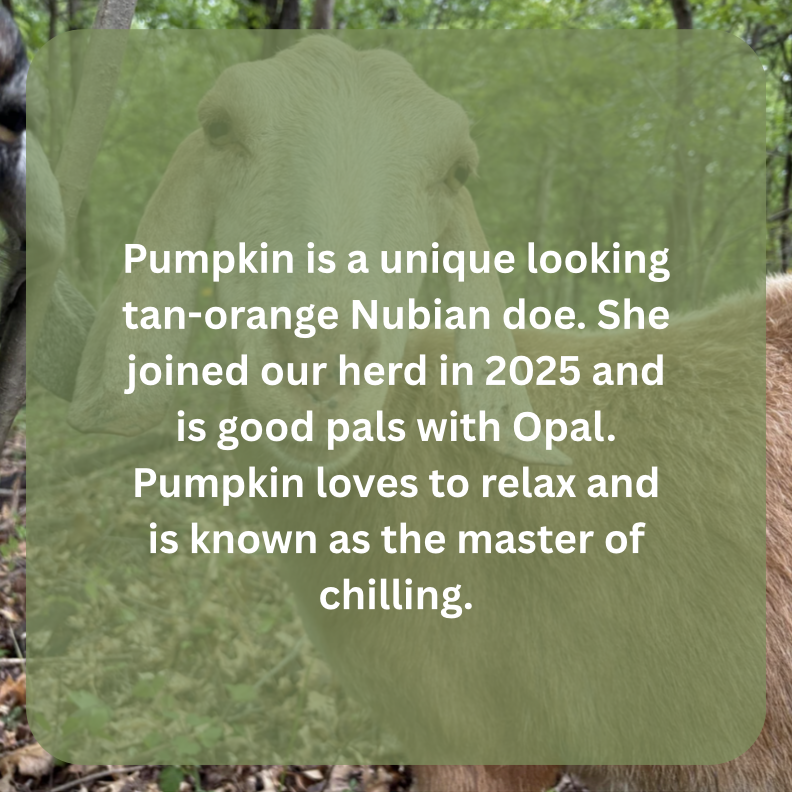 pumpkin bio.png