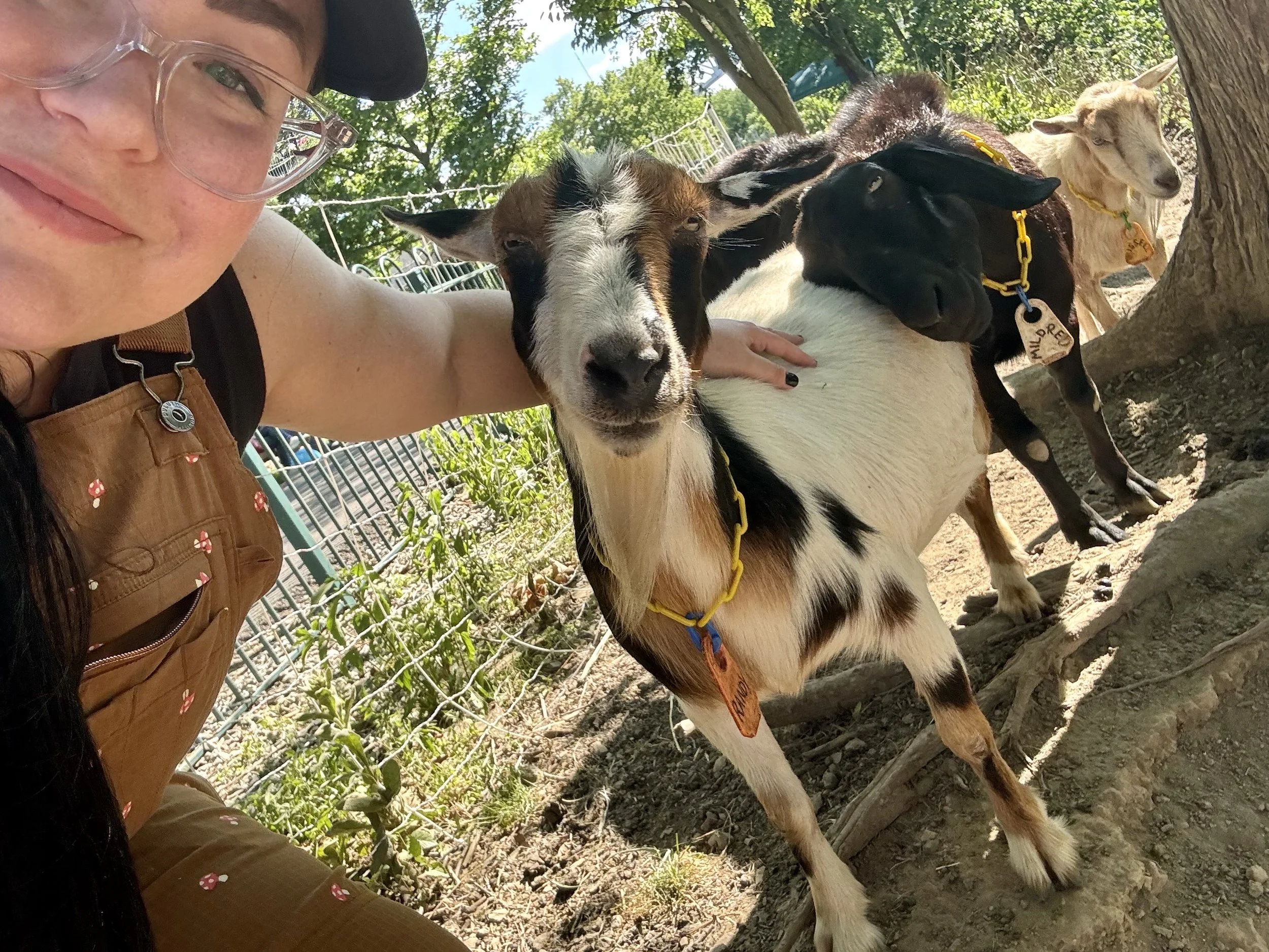 A volunteer wearing glasses and a black cap taking a selfie with four goats outdoors under trees in sunlight.