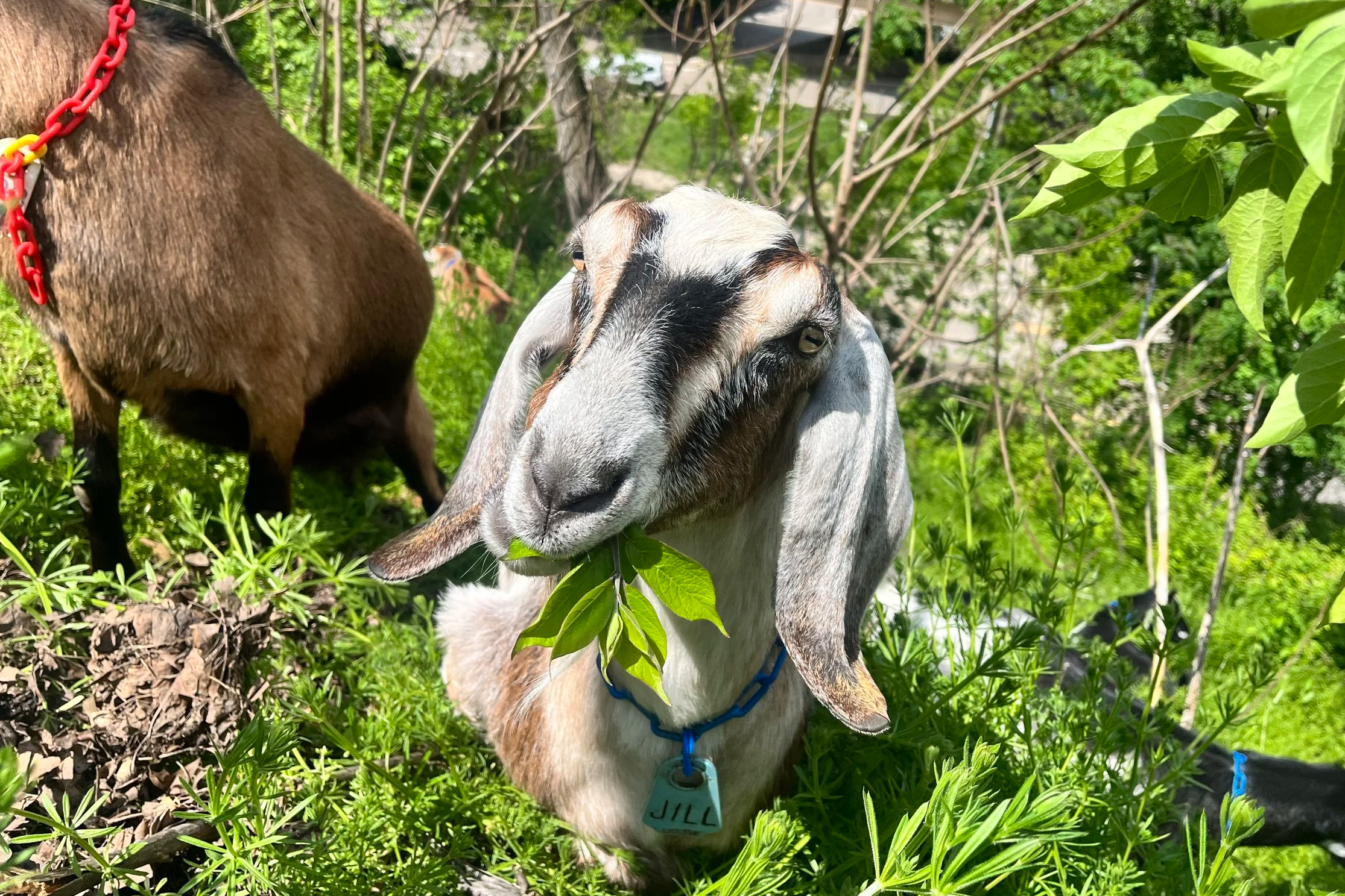 Goat Digestion: Do They REALLY Eat Tin Cans?