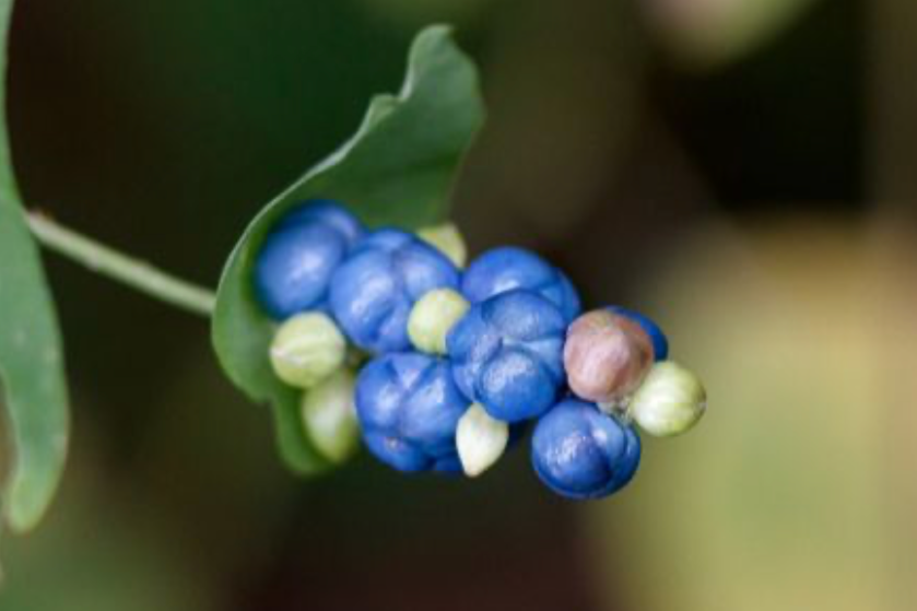 Plant Spotlight: Mile-A-Minute