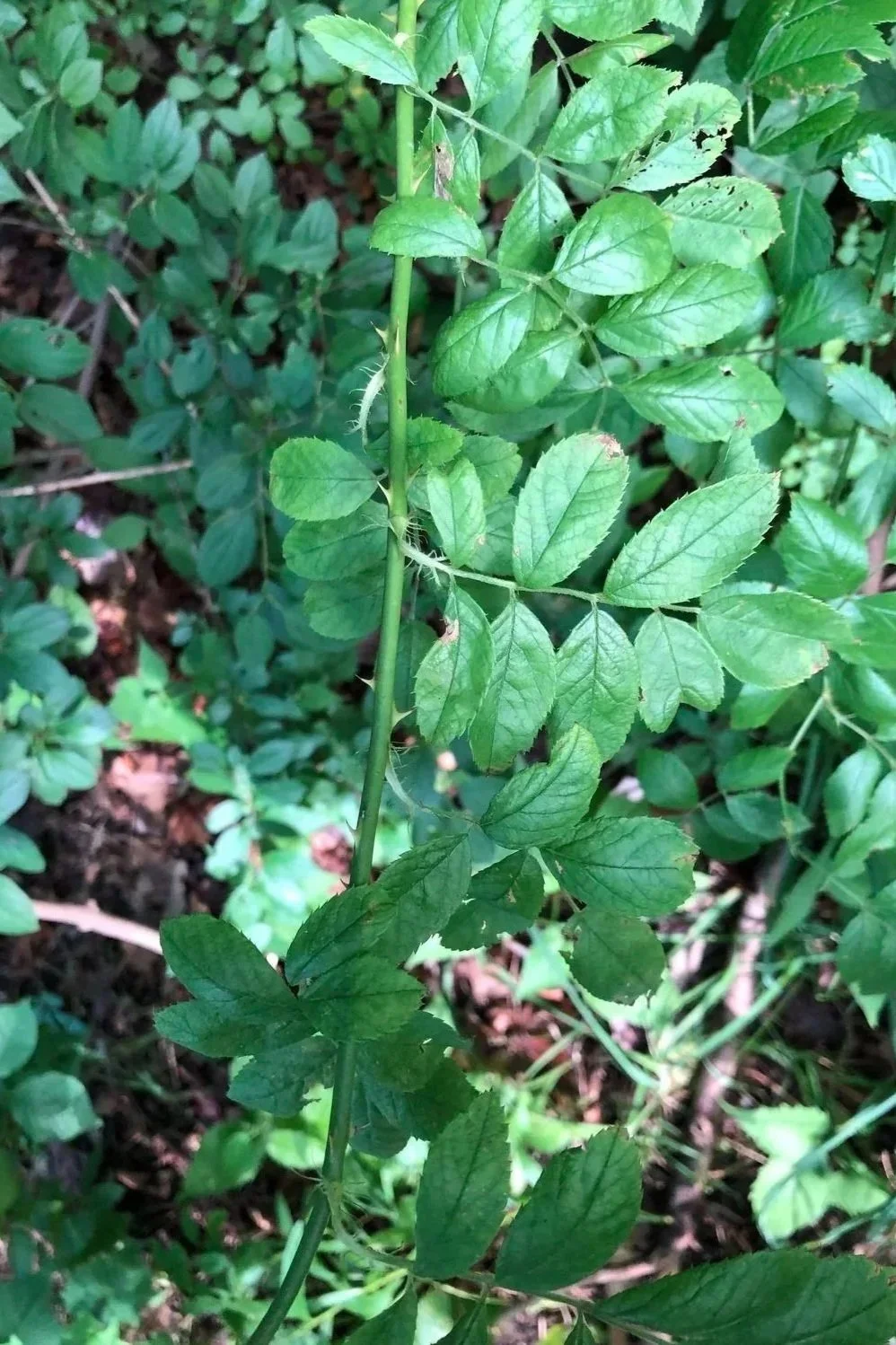 Image of Multiflora Rose