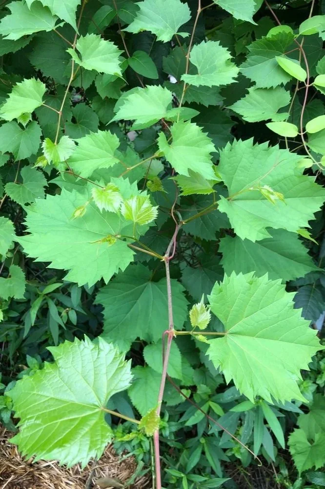 Image of Wild grape
