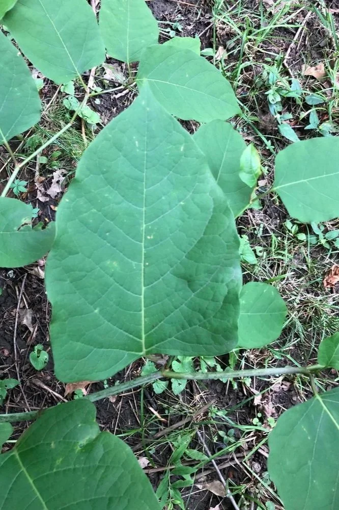 Image of Knotweed