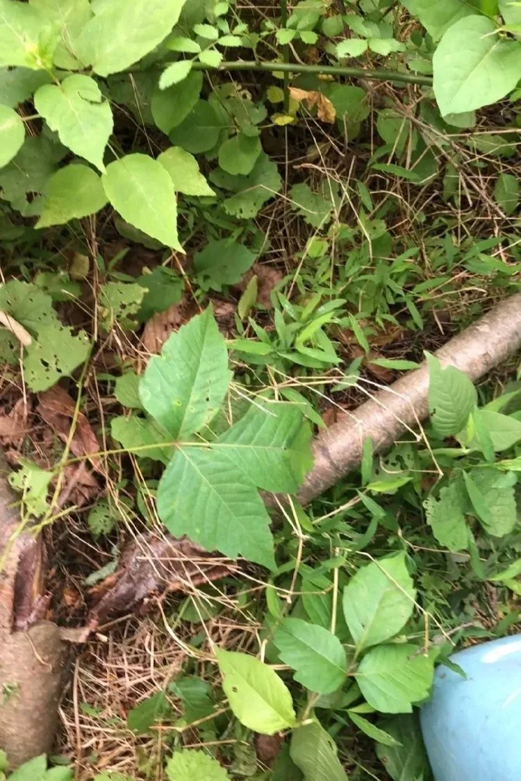 Image of Poison Ivy