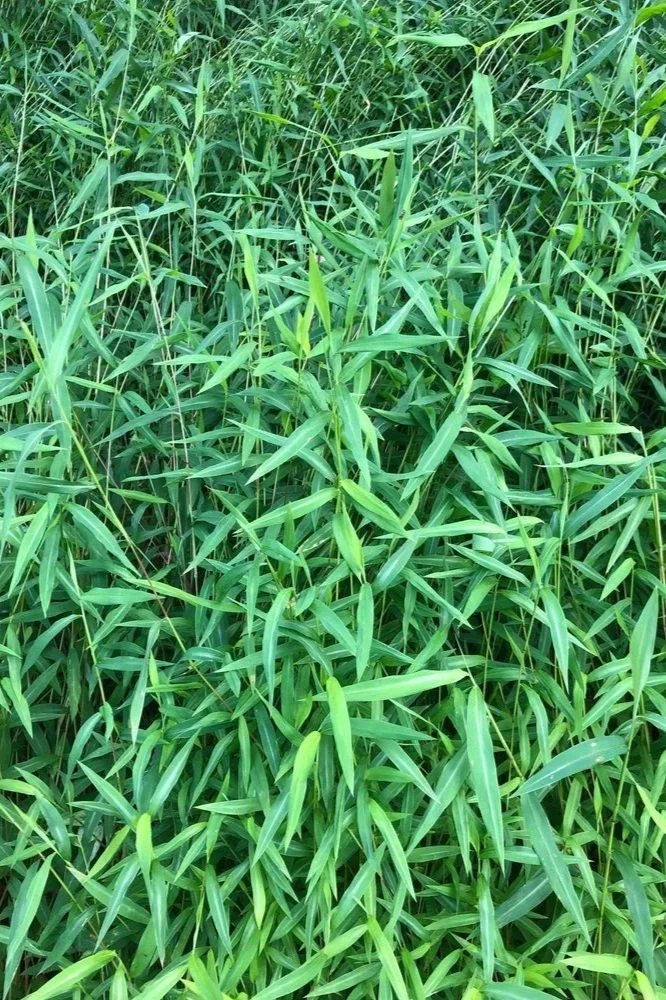 Image of Stiltgrass