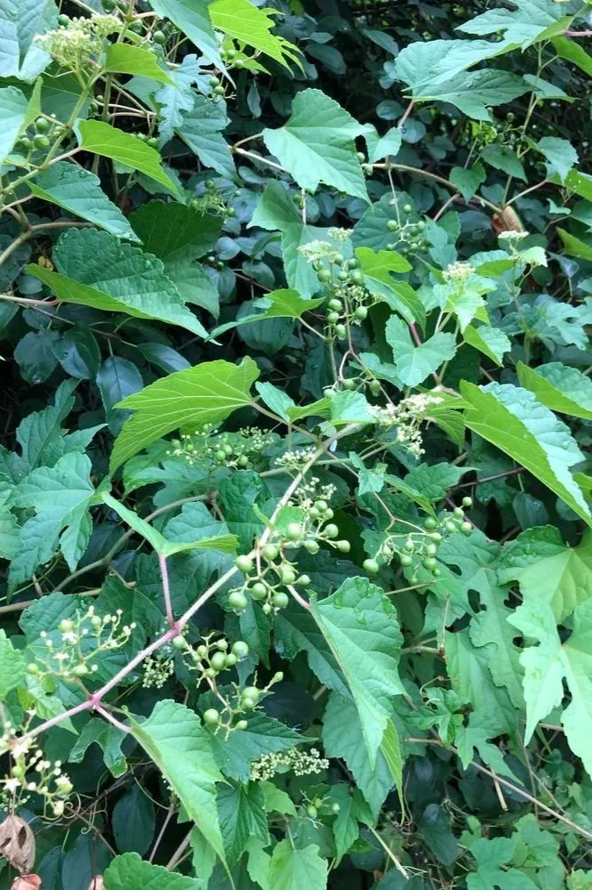 Image of Porcelain Berry