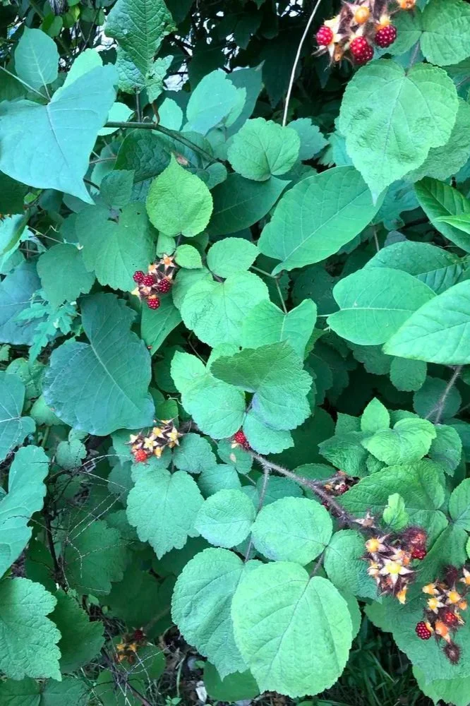 Image of Wineberry