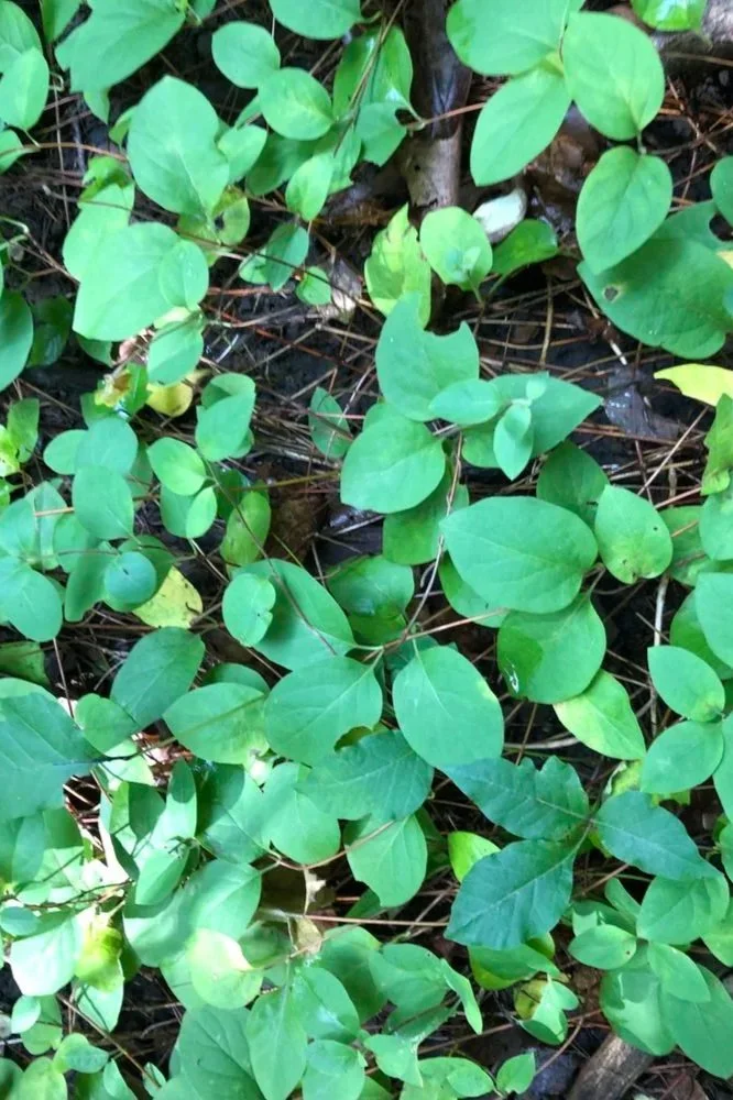 Image of Honeysuckle