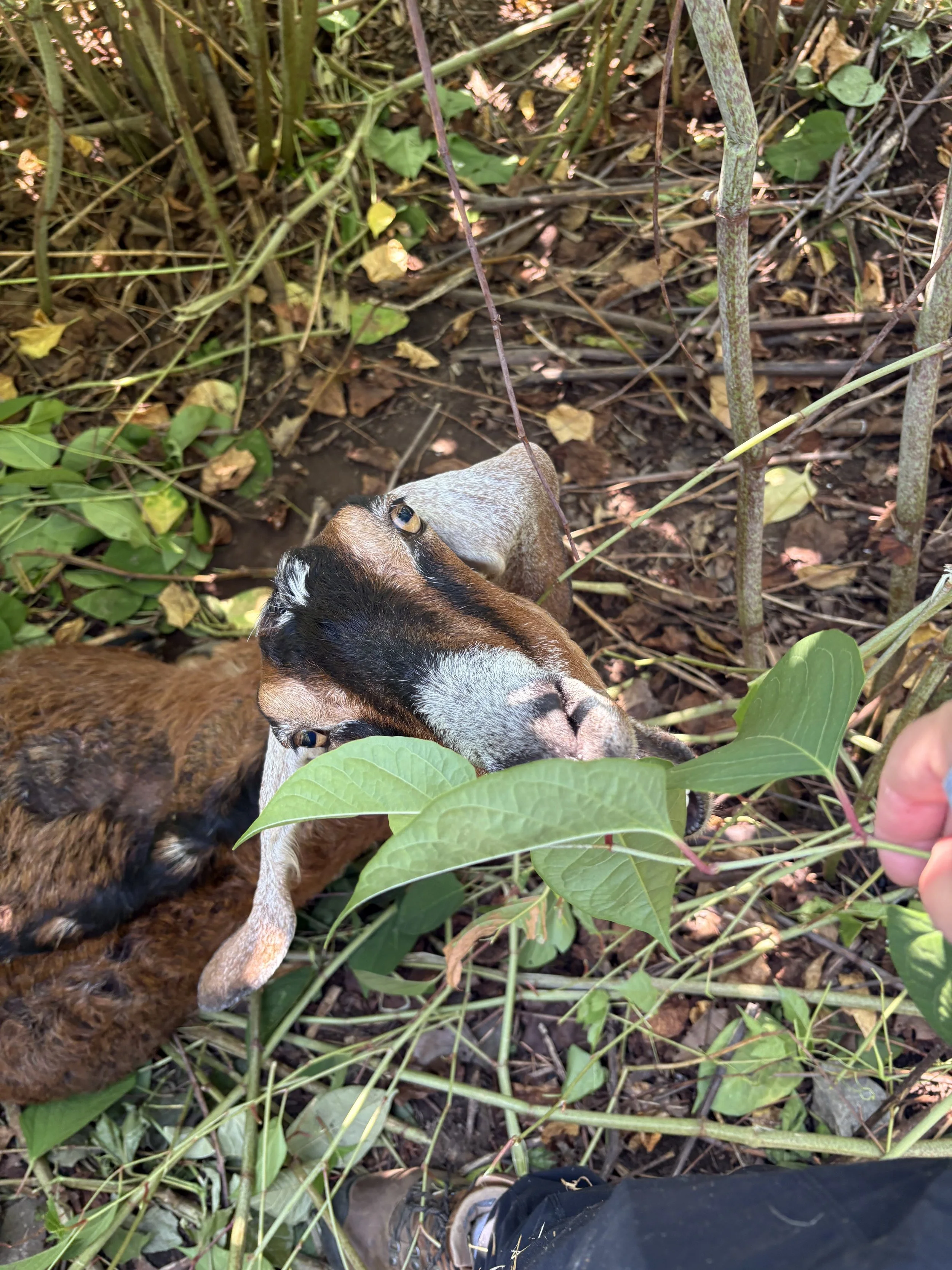 Common Invasive Plants And Beneficial Alternatives