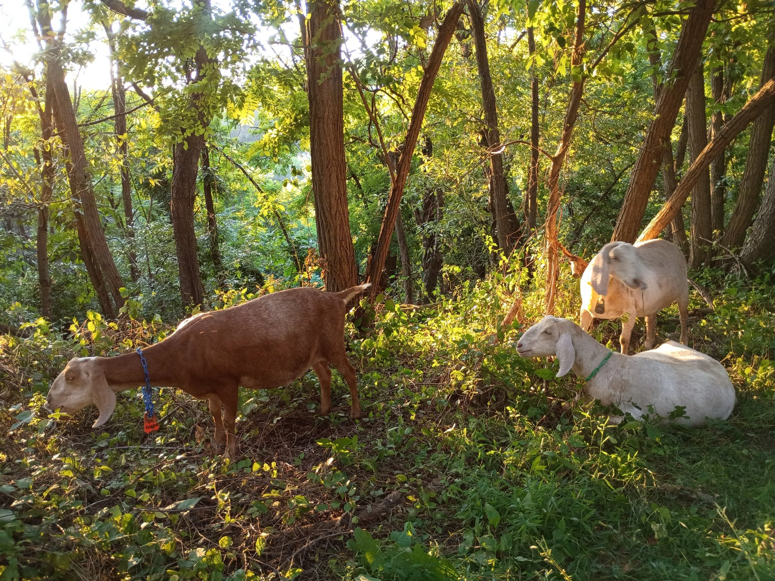 photo dump 📸 (Special thanks to our amazing staff &amp; volunteers for these perfect portraits!) 

.

.

.

#animalsofinsta #goats #donkeysofinstagram #urbanhomestead #alleghenygoatscape