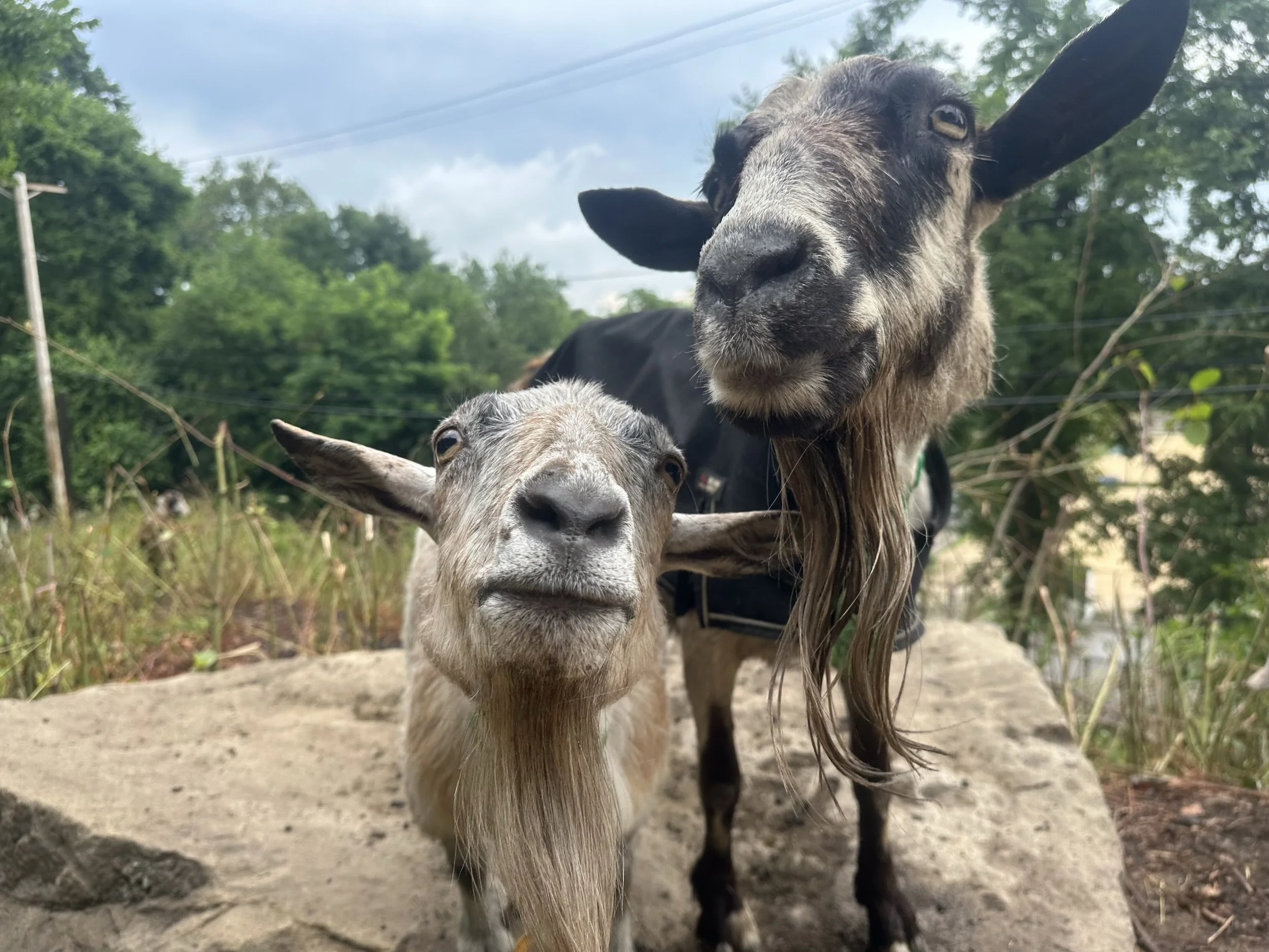 New album just dropped🧑&zwj;🎤👩&zwj;🎤&mdash; it&rsquo;s called &ldquo;Recent Snaps&rdquo; (featuring Kama &amp; Dice on the cover 😆) 

.

.

.

#goats #alleghenygoatscape #goatfest #goatsofinstagram #adorableanimals