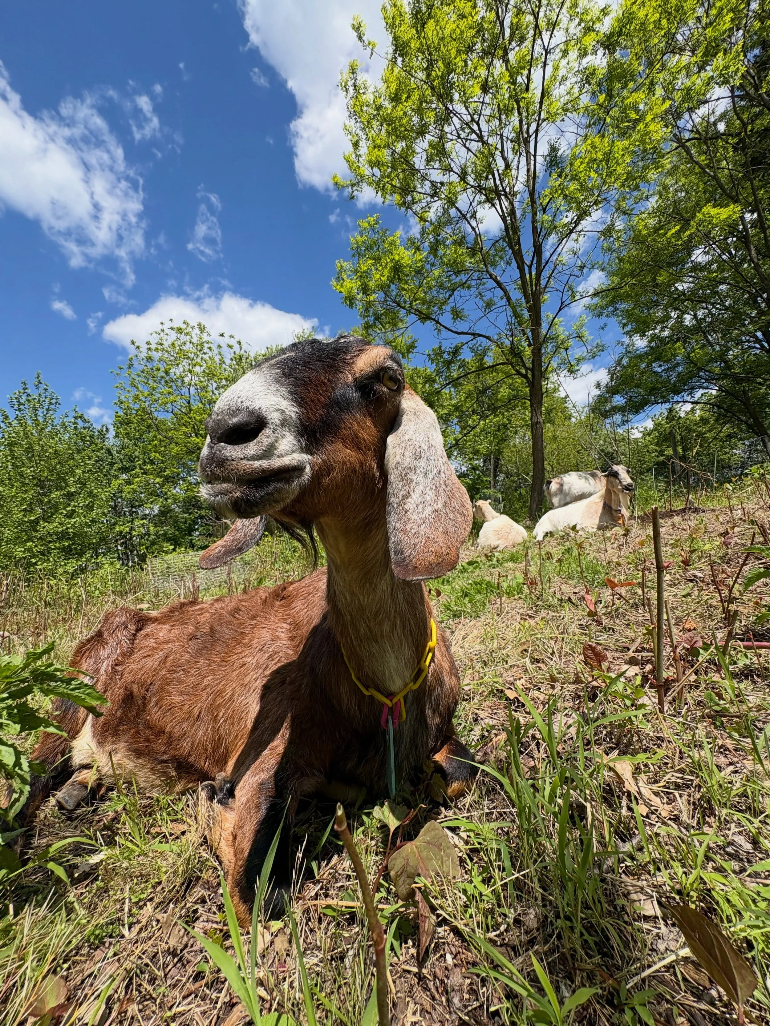Photo dump 📸 (make sure you swipe to the end for a surprise 🤭)

.

.

.

#alleghenygoatscape #adorableanimals #urbanecology #goatscaping #goatsofinstagram
