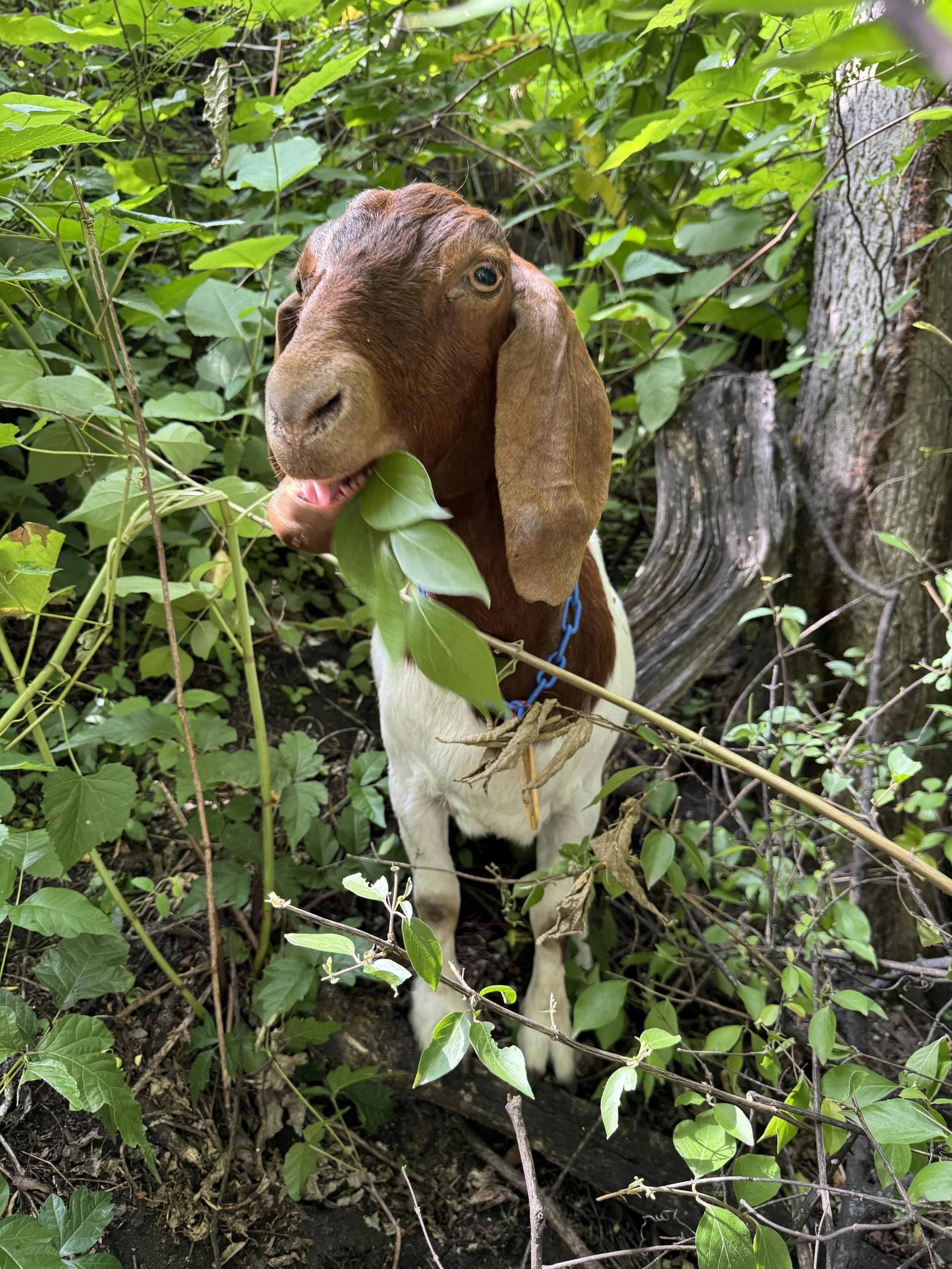 Working hard or hardly working? 

(Definitely working hard. Ruminating is serious business, and helps the goats process seeds to leave them nonviable!)

.

.

.

#alleghenygoatscape #goatscaping #pittsburgh #goats #adorableanimals