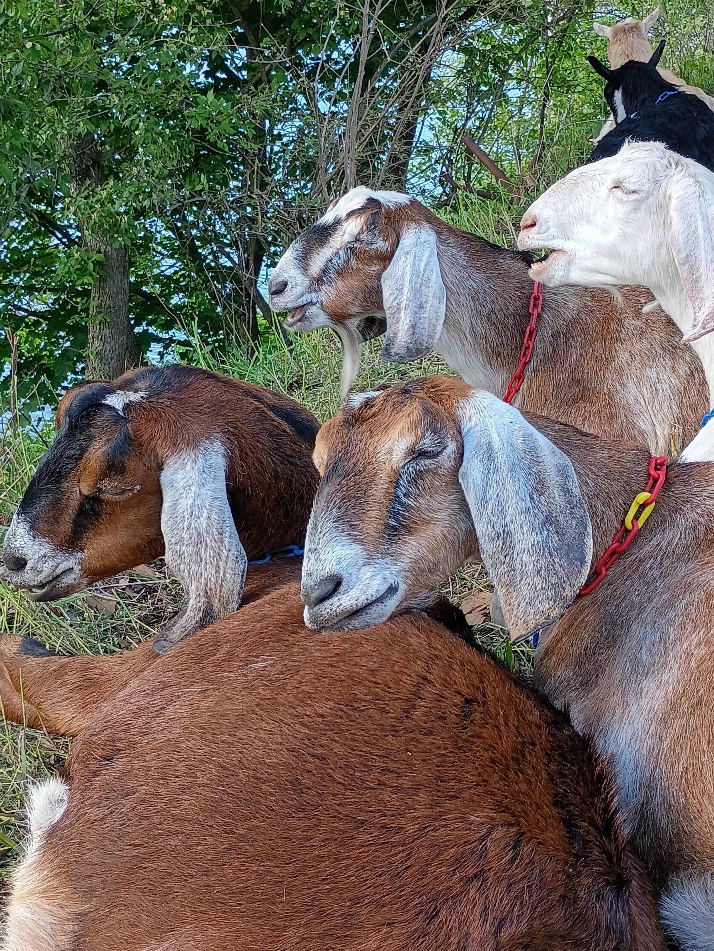 📸 Some recent glamour shots from our multi-talented staff &amp; volunteers 🤩

.

.

.

#photodump❤️ #farmanimal #goats #alleghenygoatscape #adorableanimals