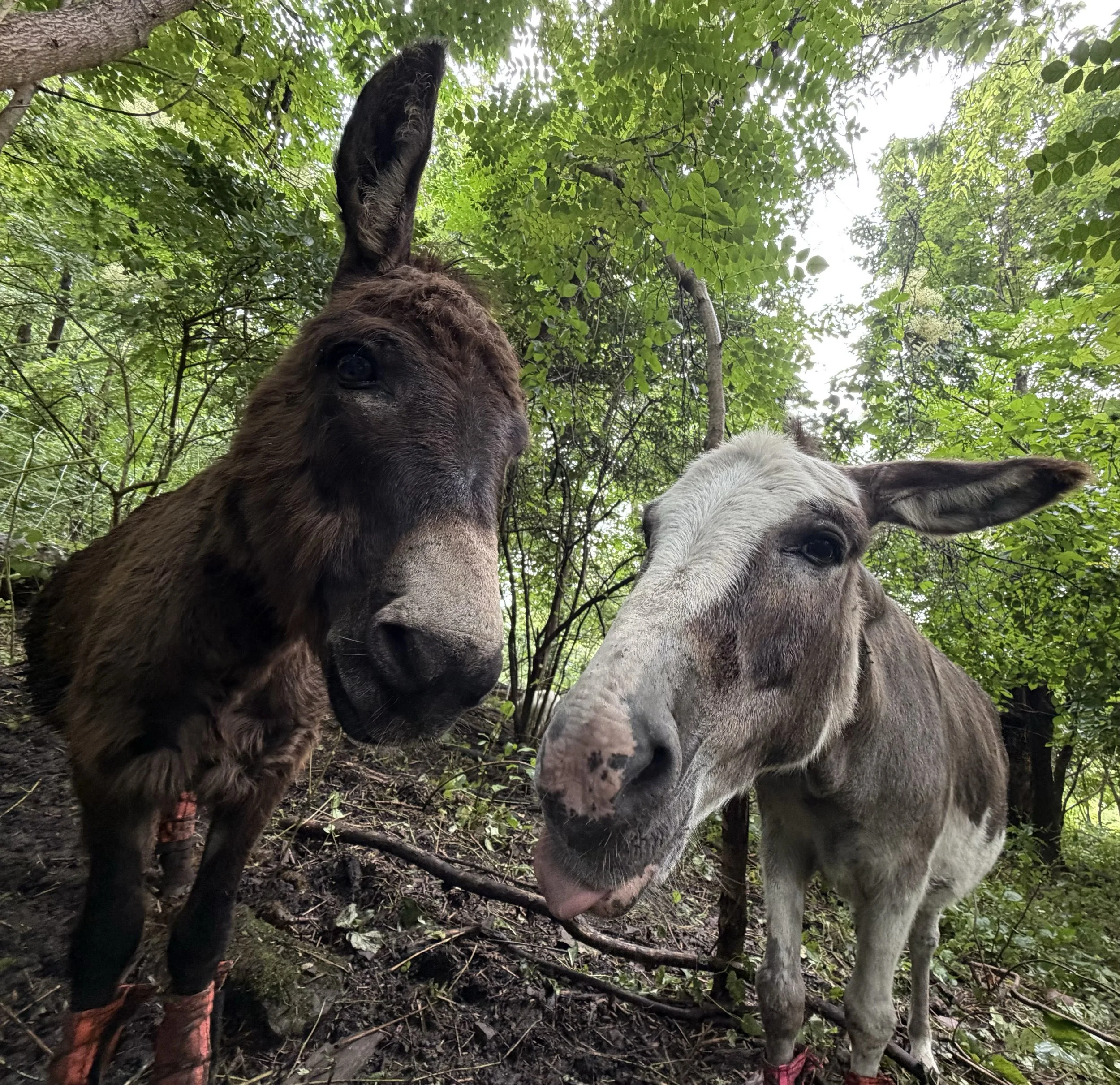 Summer snaps 😎

.

.

.

#adorableanimals #goats #donkeysofinstagram🐴 #pittsburgh #photodump