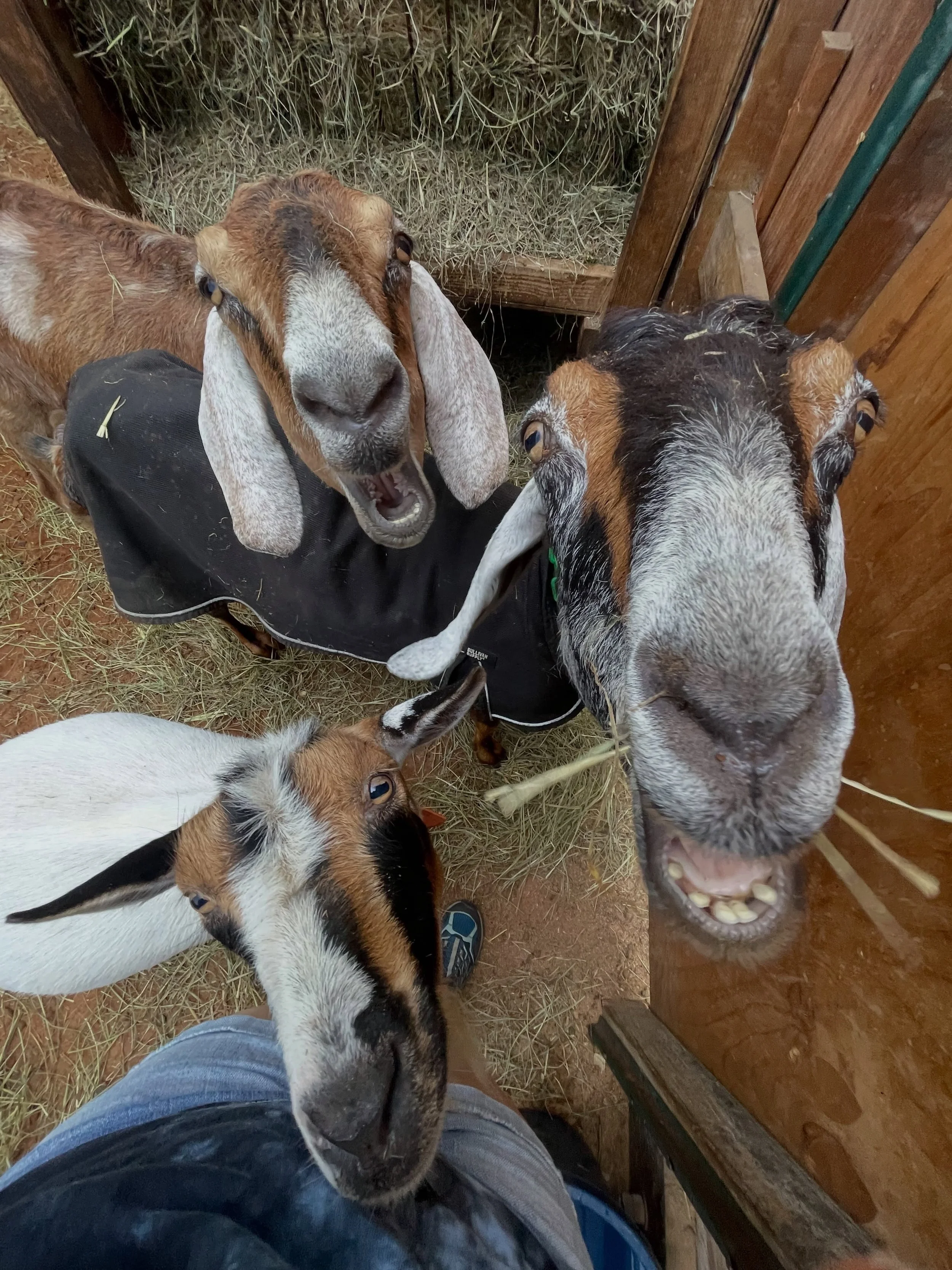 ~*shEnaNiGanS*~ (swipe to the end for some of the best teefs in the game) 

.

.

.

#alleghenygoatscape #goatsofig #adorableanimals #petportraitsofinstagram #pittsburgh