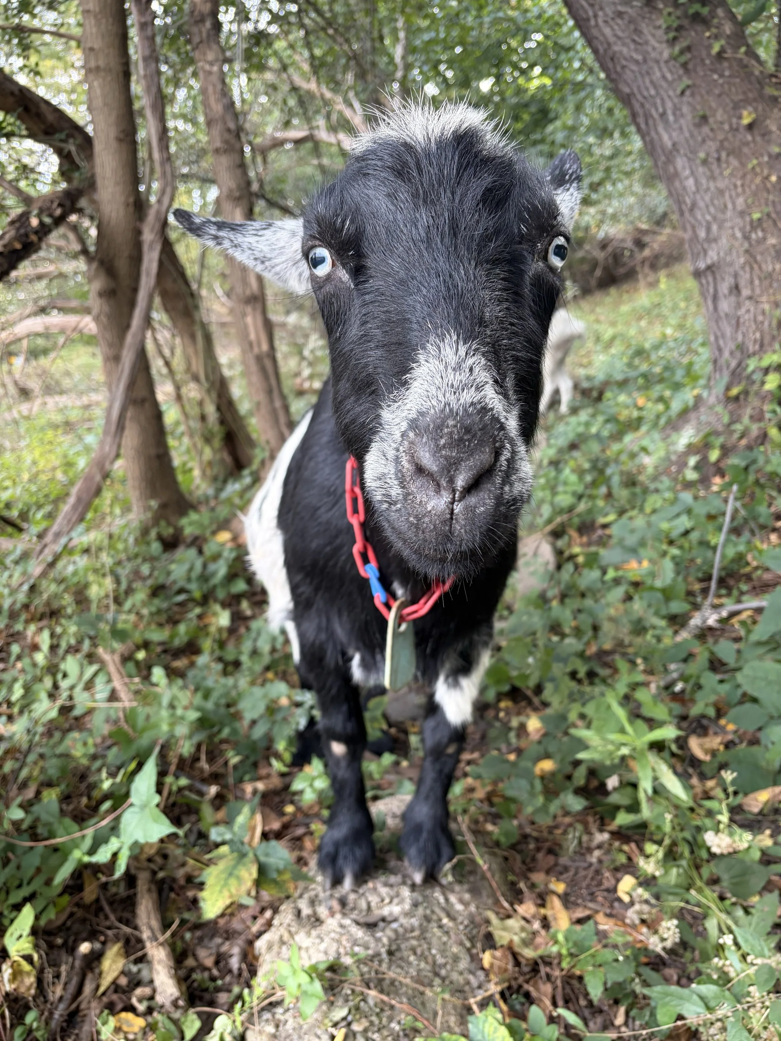 Precious moments by&mdash;and with&mdash;our amazing staff &amp; volunteers 🥰

.

.

.

#cutenessoverload #adorableanimals #goatsareawesome #goatsofig #pittsburgh