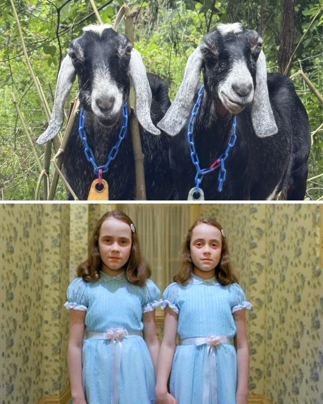 Happy Halloween 😈 Do you know these movie look-a-likes? Drop your guesses in the comments! 

.

.

.

#halloween #spookyseason #scarymovies #goatsofinstagram #alleghenygoatscape