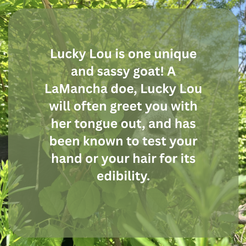lou bio.png