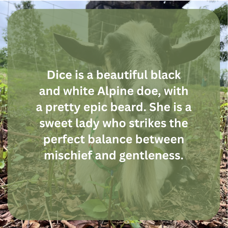dice bio.png