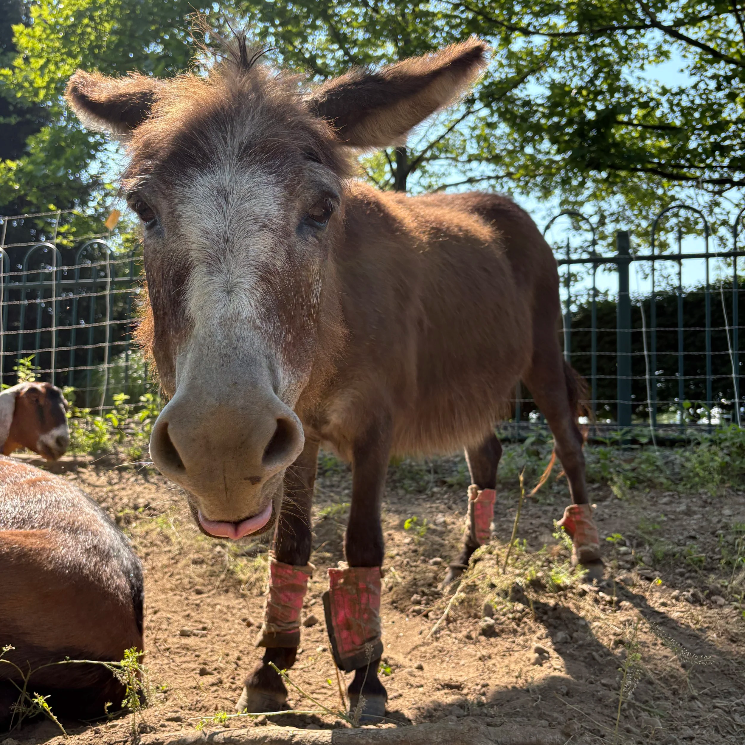Donkey+Dental.png