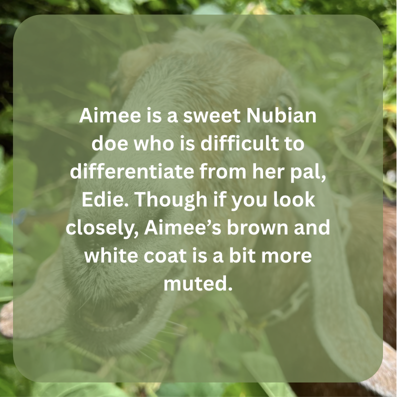 aimee bio.png