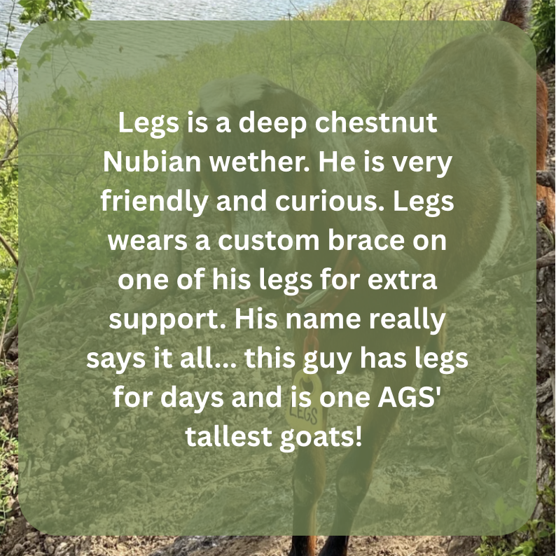 legs bio.png