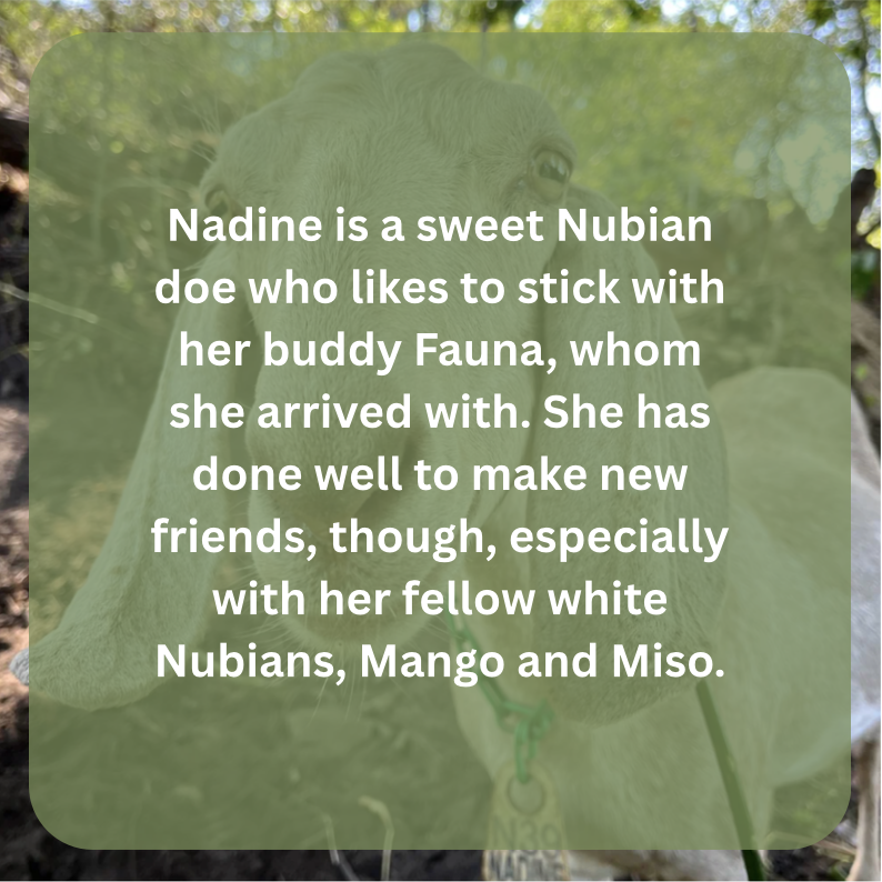 nadine bio.png