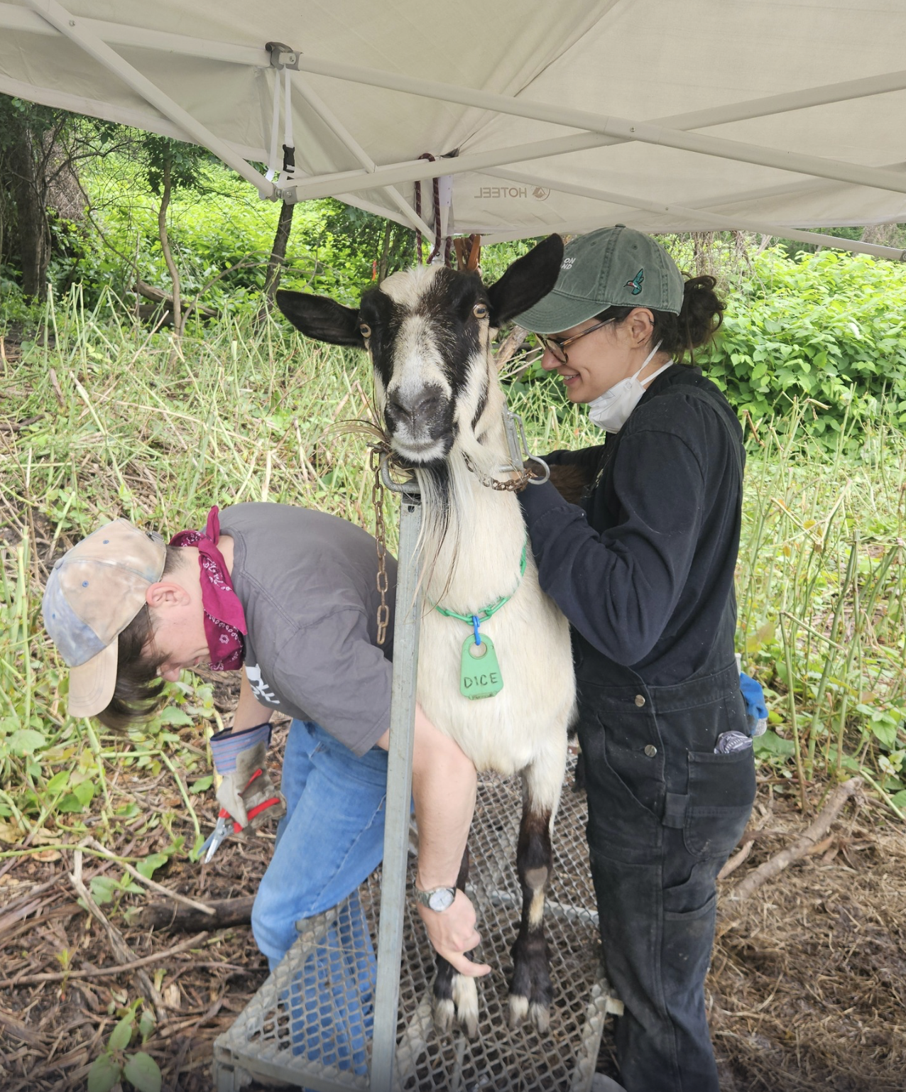 Focus on Herd Health: Hoof Trimming