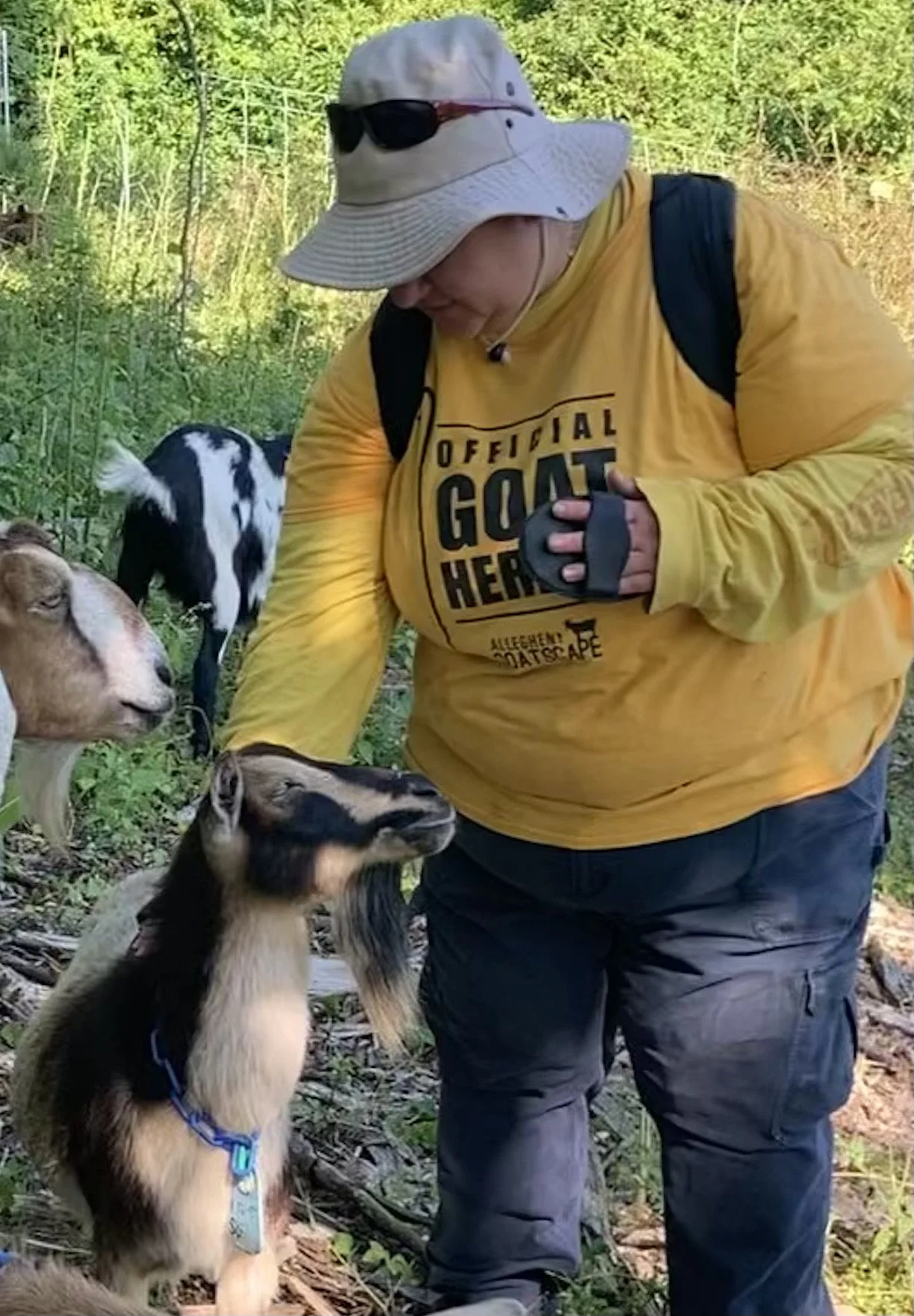 A volunteer wearing a wide-brimmed hat with sunglasses on it, a yellow long-sleeve shirt, and dark pants, is interacting with several goats among green trees in a wooded area. The person is holding a smartphone in their right hand
