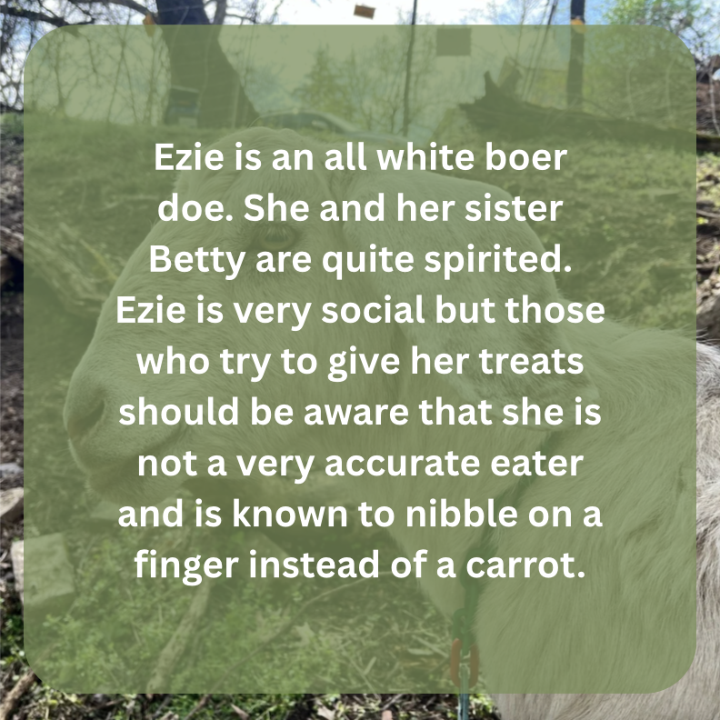 ezie bio.png