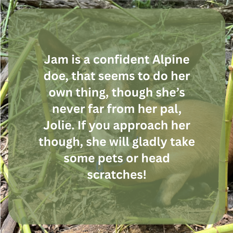 jam bio.png